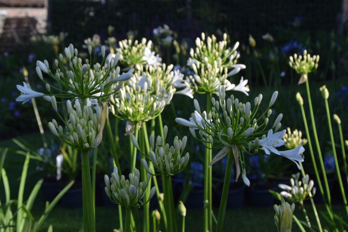 Agapanthus Bridal Veil - View 16 from www redcrocus com