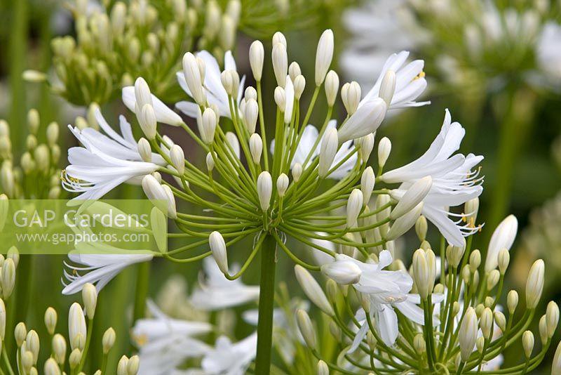 Agapanthus Bridal Veil - View 19 from www redcrocus com
