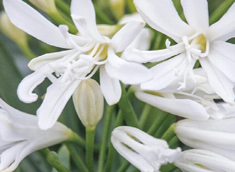 Agapanthus Bridal Veil - View 2 from www redcrocus com