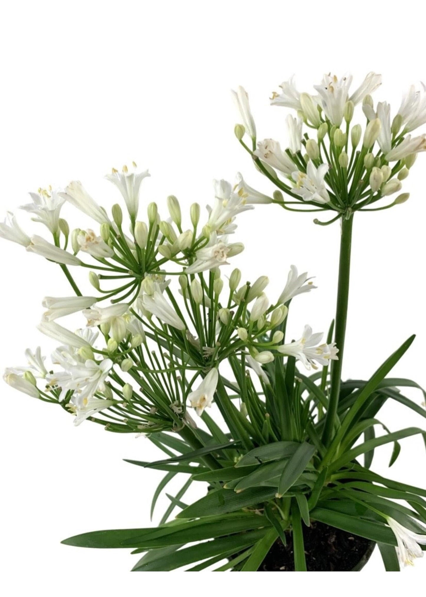 Agapanthus Bridal Veil - View 3 from www redcrocus com