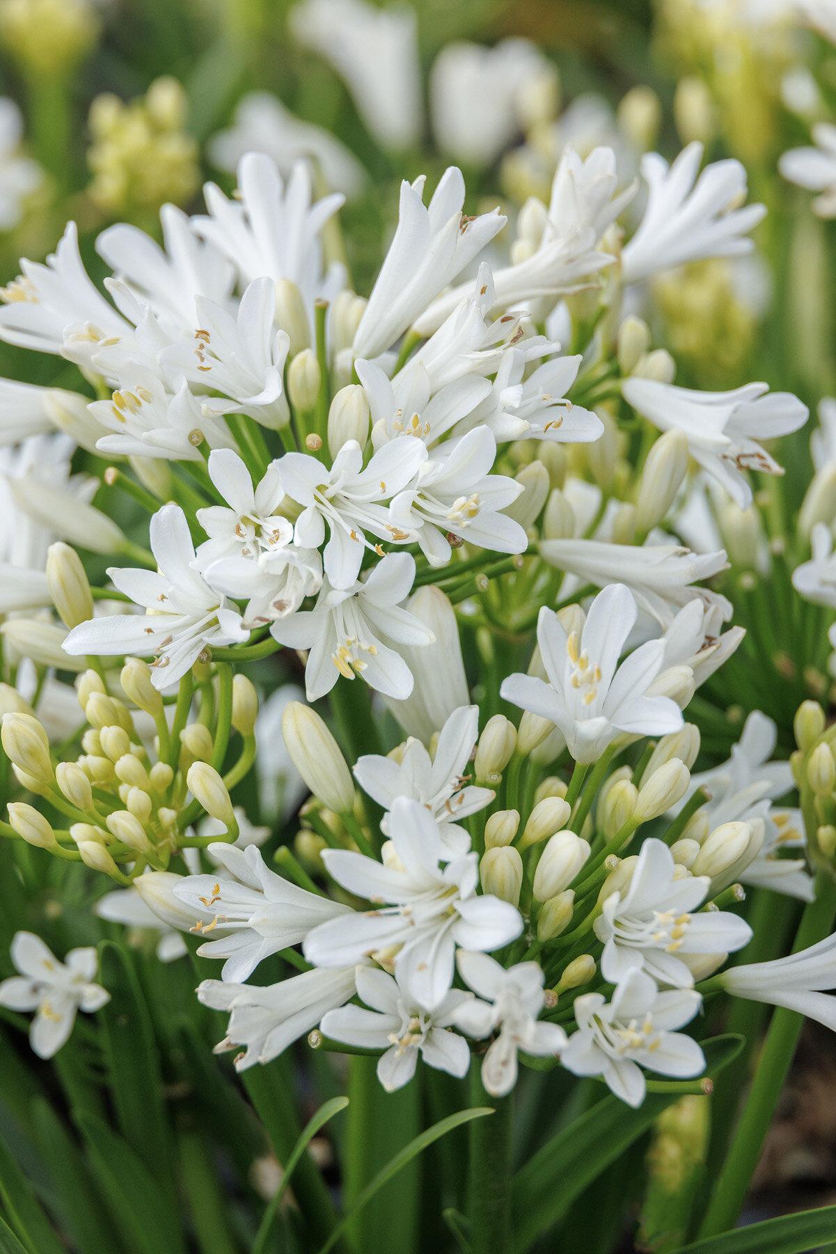 Agapanthus Bridal Veil - View 4 from www redcrocus com