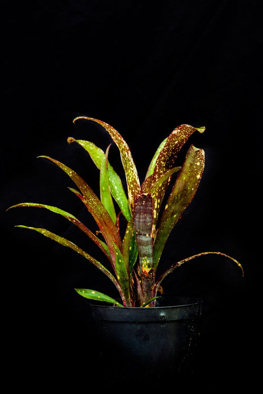 Billbergia 'casa Blanca' - View 12 from www redcrocus com