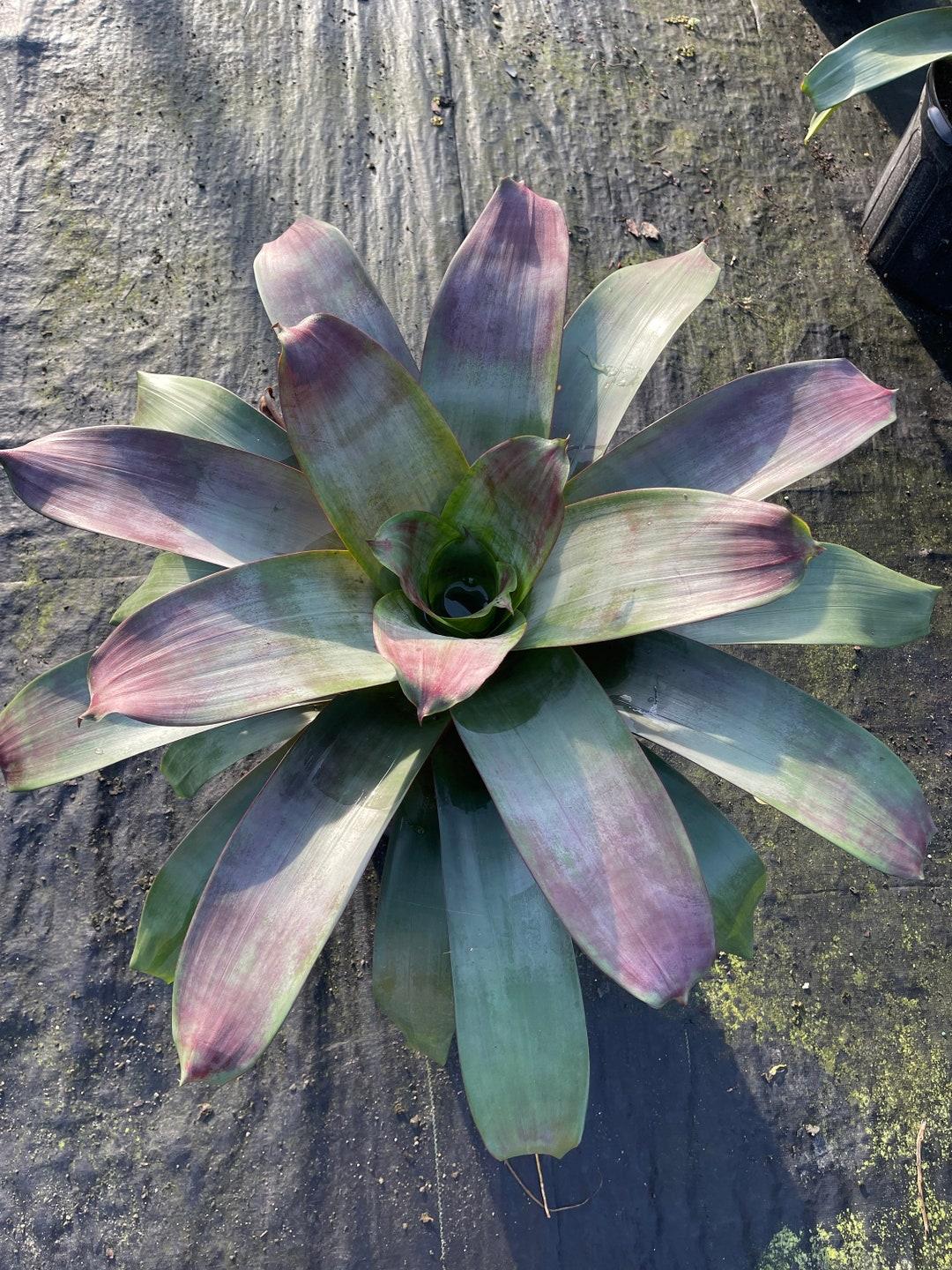Bromeliad, Alcantarea, Assorted - View 16 from www redcrocus com