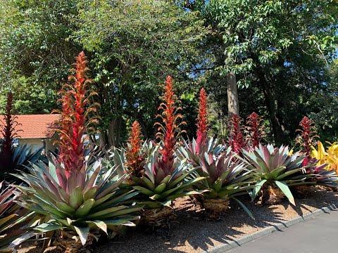 Bromeliad, Alcantarea, Assorted - View 1 from www redcrocus com
