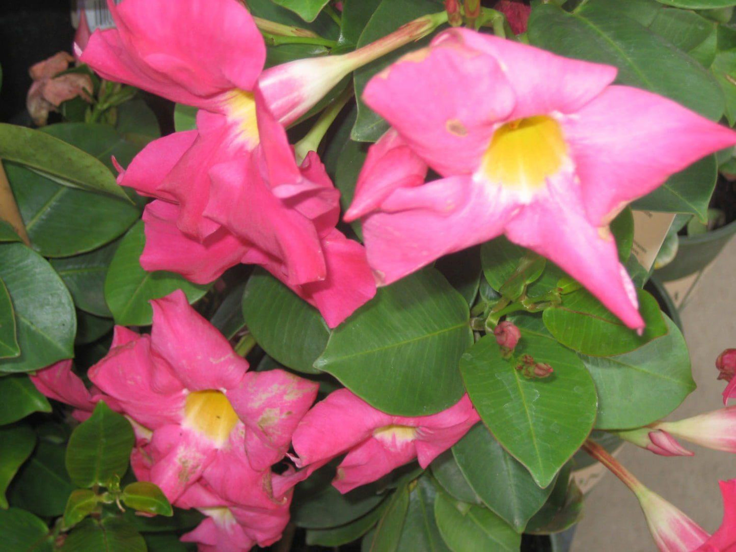 Dipladenia Double Pink Bush - View 10 from www redcrocus com