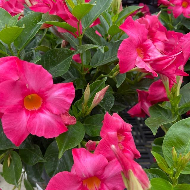 Dipladenia Double Pink Bush - View 12 from www redcrocus com