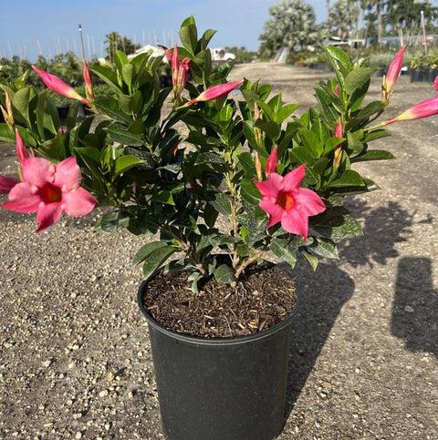 Dipladenia Double Pink Bush - View 13 from www redcrocus com