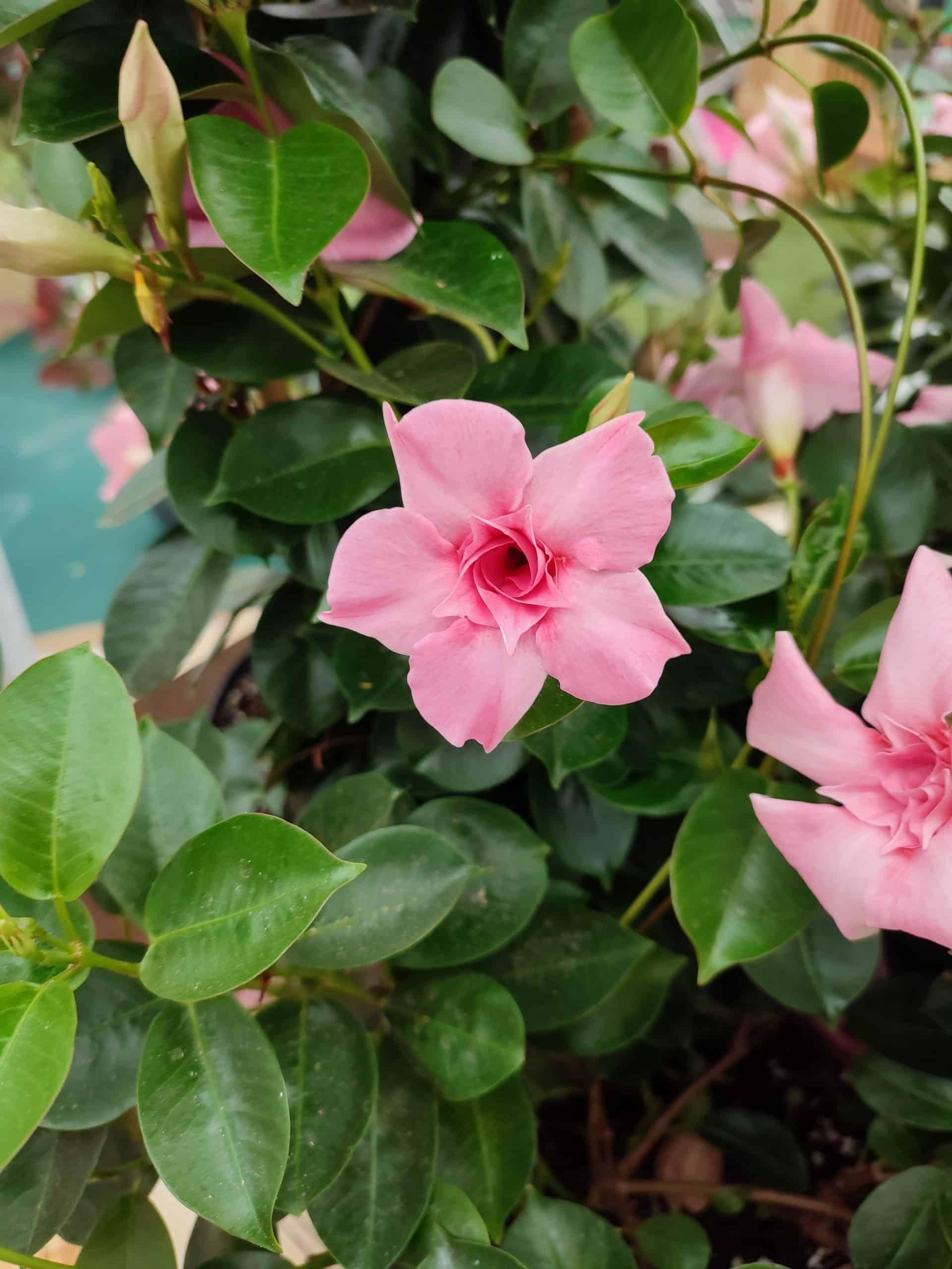 Dipladenia Double Pink Bush - View 14 from www redcrocus com