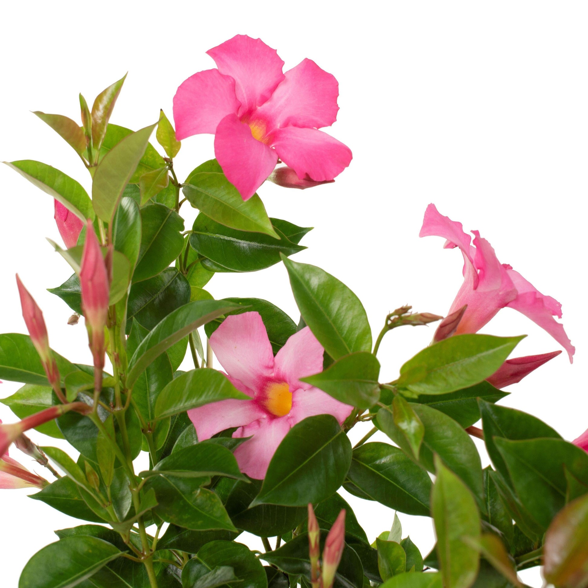 Dipladenia Double Pink Bush - View 16 from www redcrocus com