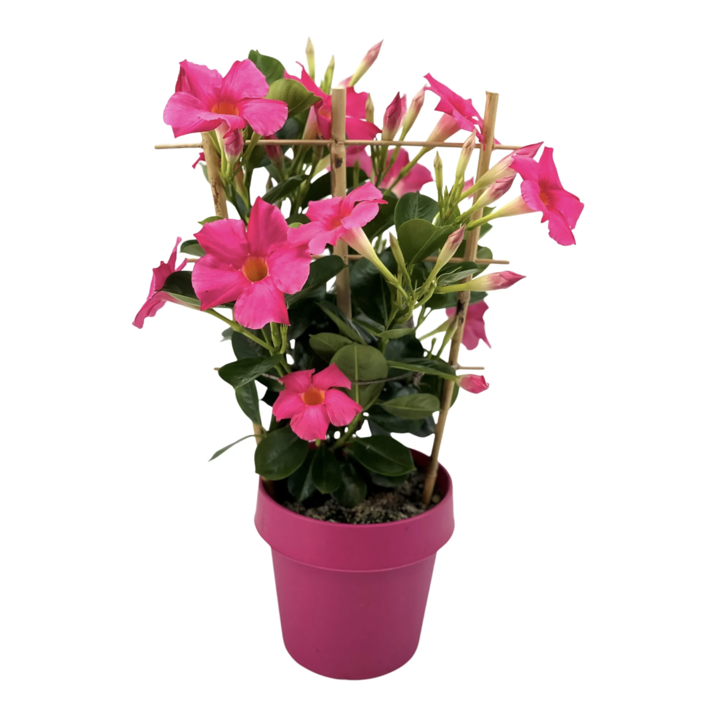 Dipladenia Double Pink Bush - View 17 from www redcrocus com