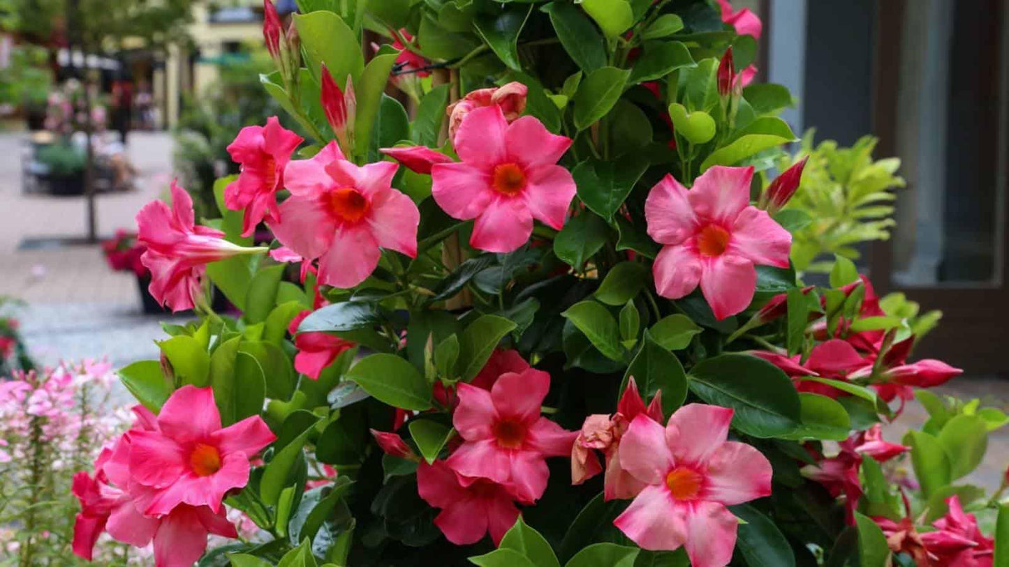 Dipladenia Double Pink Bush - View 17 from www redcrocus com