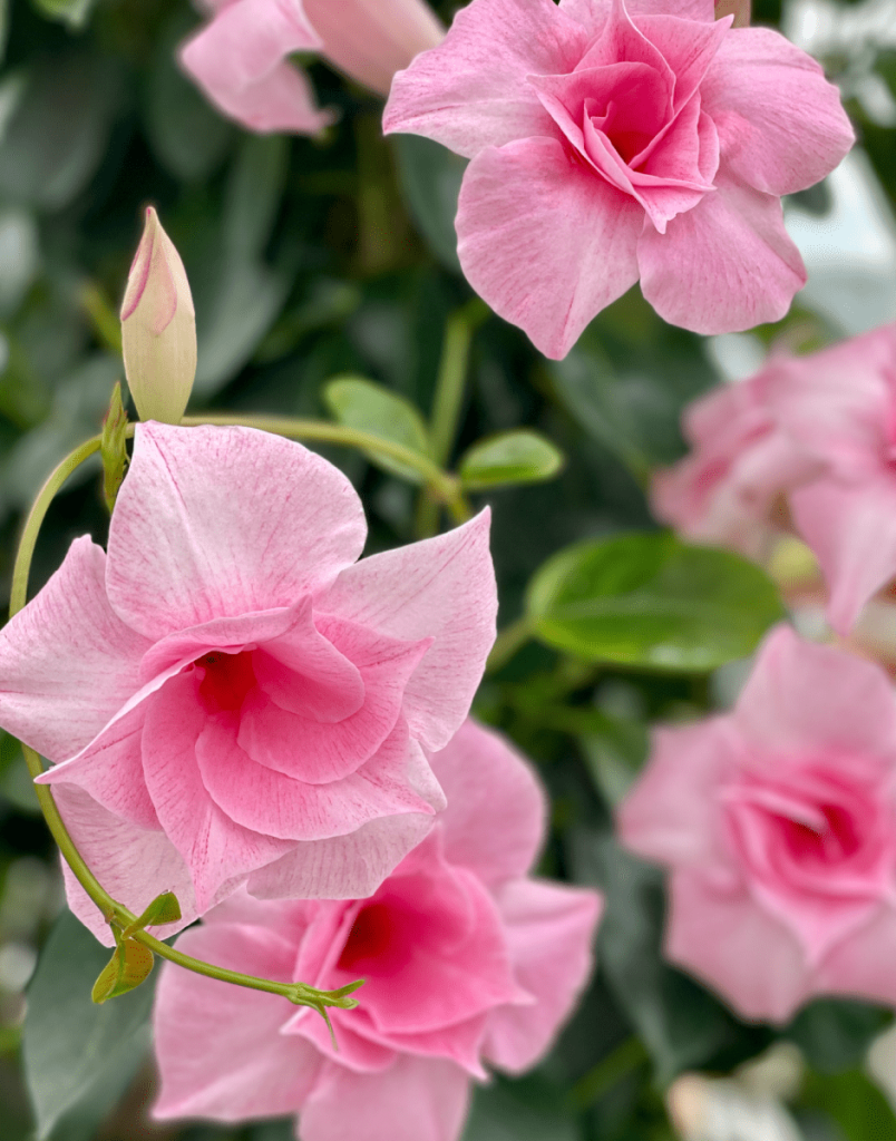 Dipladenia Double Pink Bush - View 1 from www redcrocus com