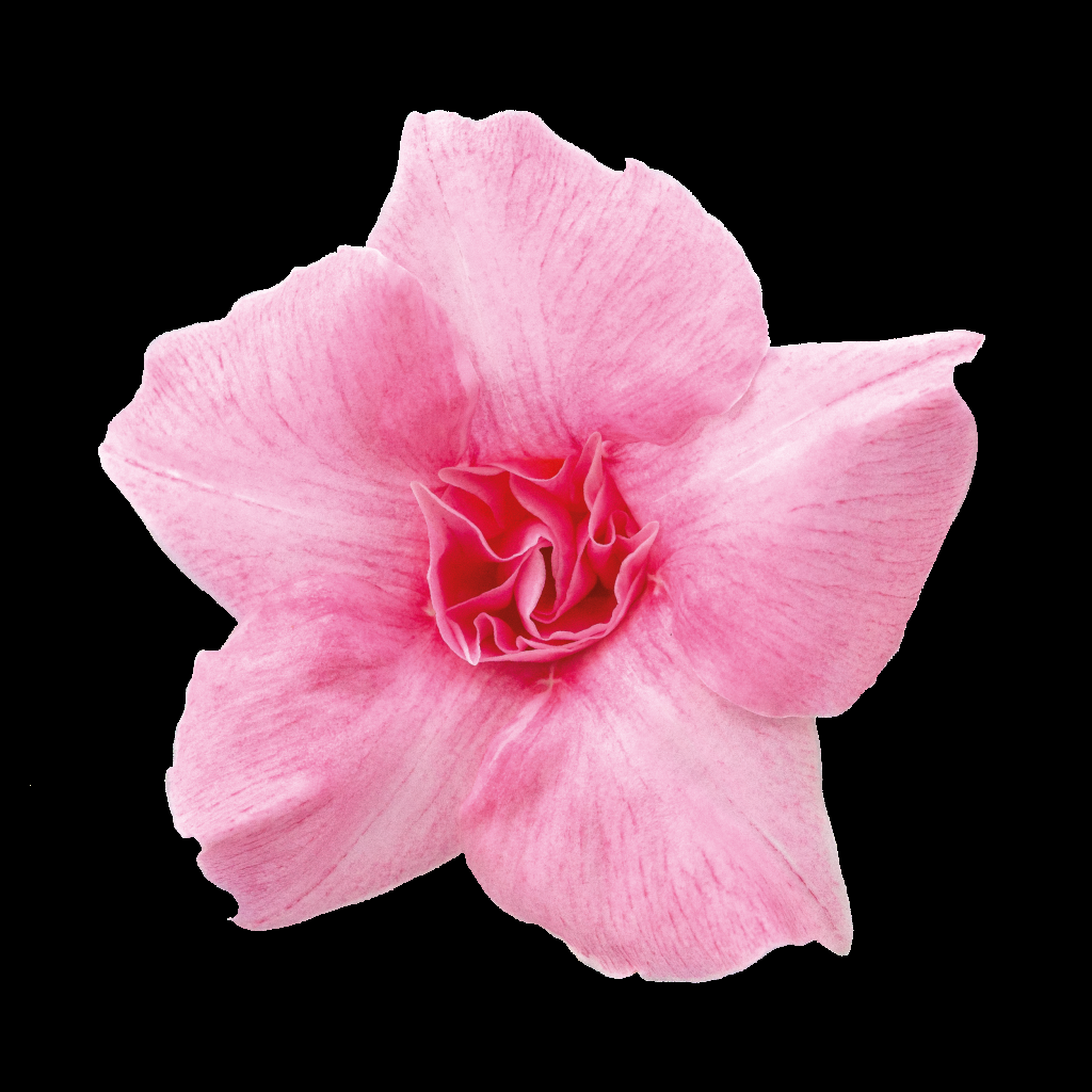 Dipladenia Double Pink Bush - View 2 from www redcrocus com