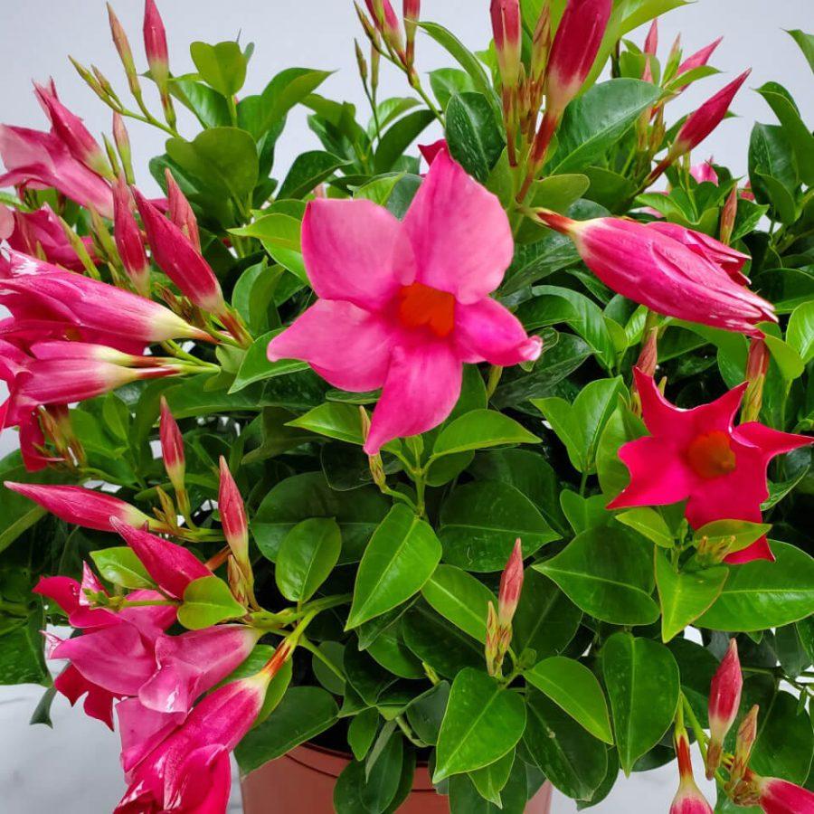 Dipladenia Double Pink Bush - View 3 from www redcrocus com