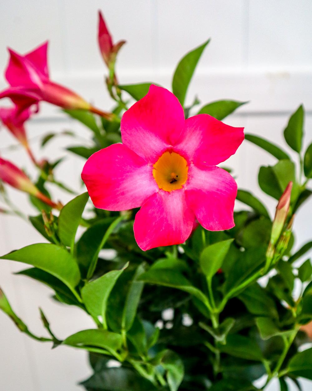 Dipladenia Double Pink Bush - View 4 from www redcrocus com