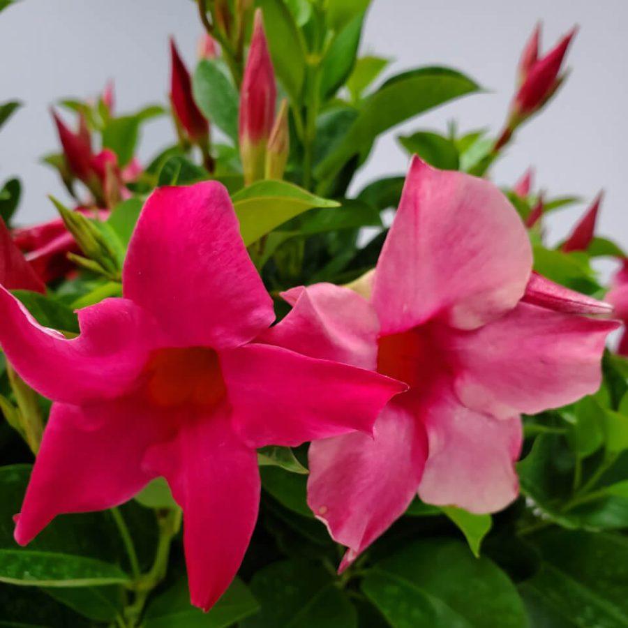 Dipladenia Double Pink Bush - View 6 from www redcrocus com