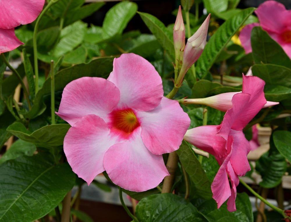 Dipladenia Double Pink Bush - View 7 from www redcrocus com