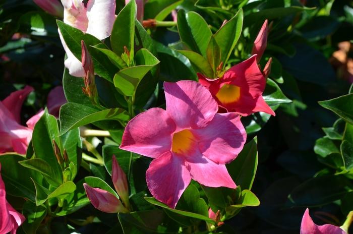 Dipladenia Double Pink Bush - View 9 from www redcrocus com