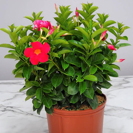 Dipladenia Mauve Bush - View 10 from www redcrocus com