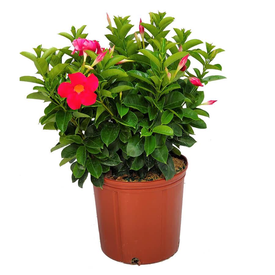 Dipladenia Mauve Bush - View 11 from www redcrocus com