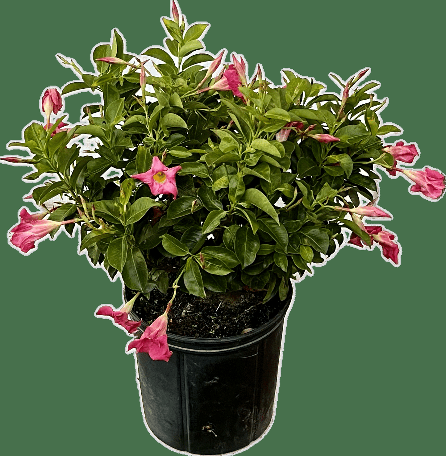 Dipladenia Mauve Bush - View 11 from www redcrocus com