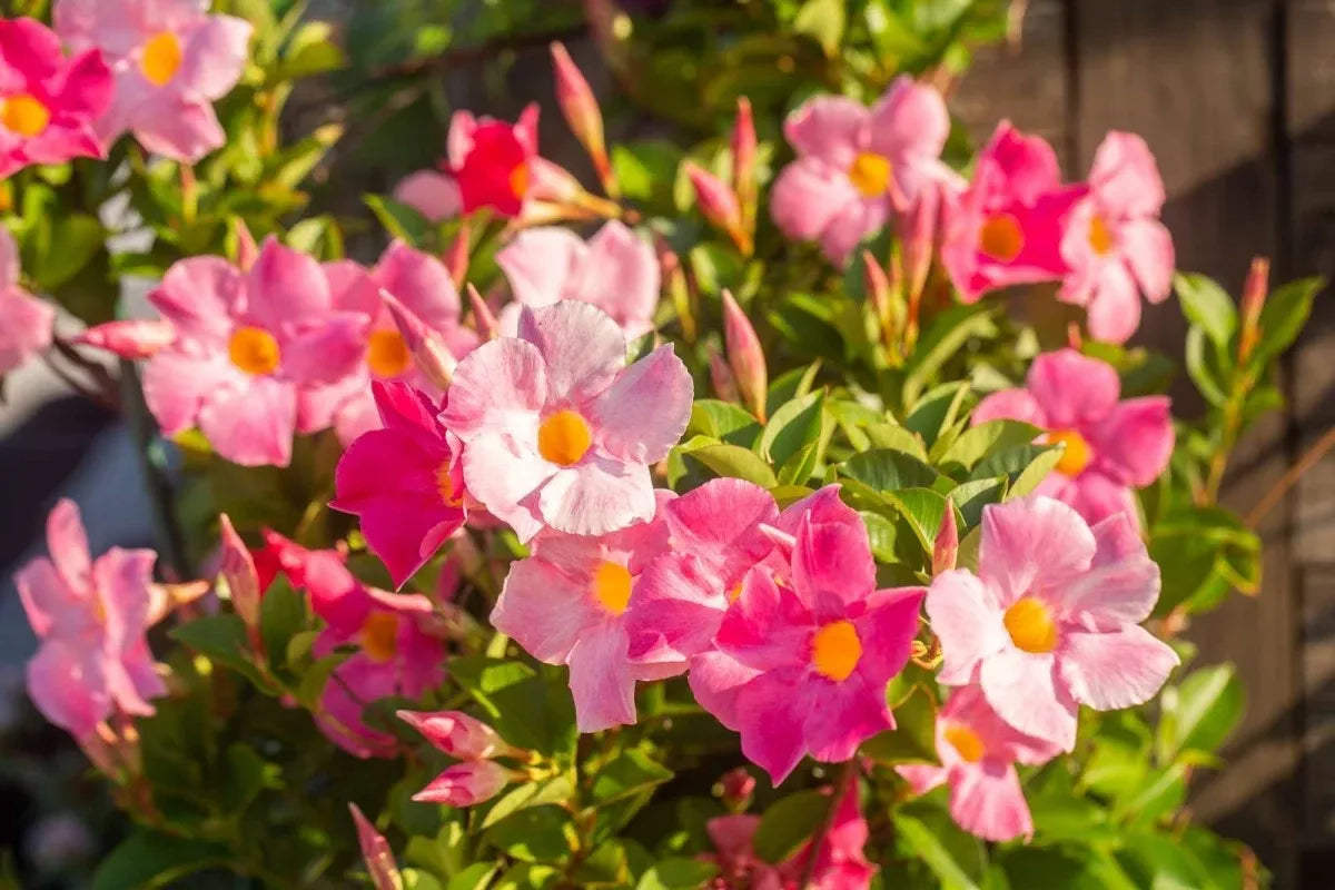 Dipladenia Mauve Bush - View 17 from www redcrocus com