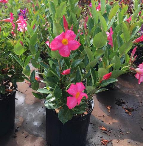 Dipladenia Mauve Bush - View 1 from www redcrocus com