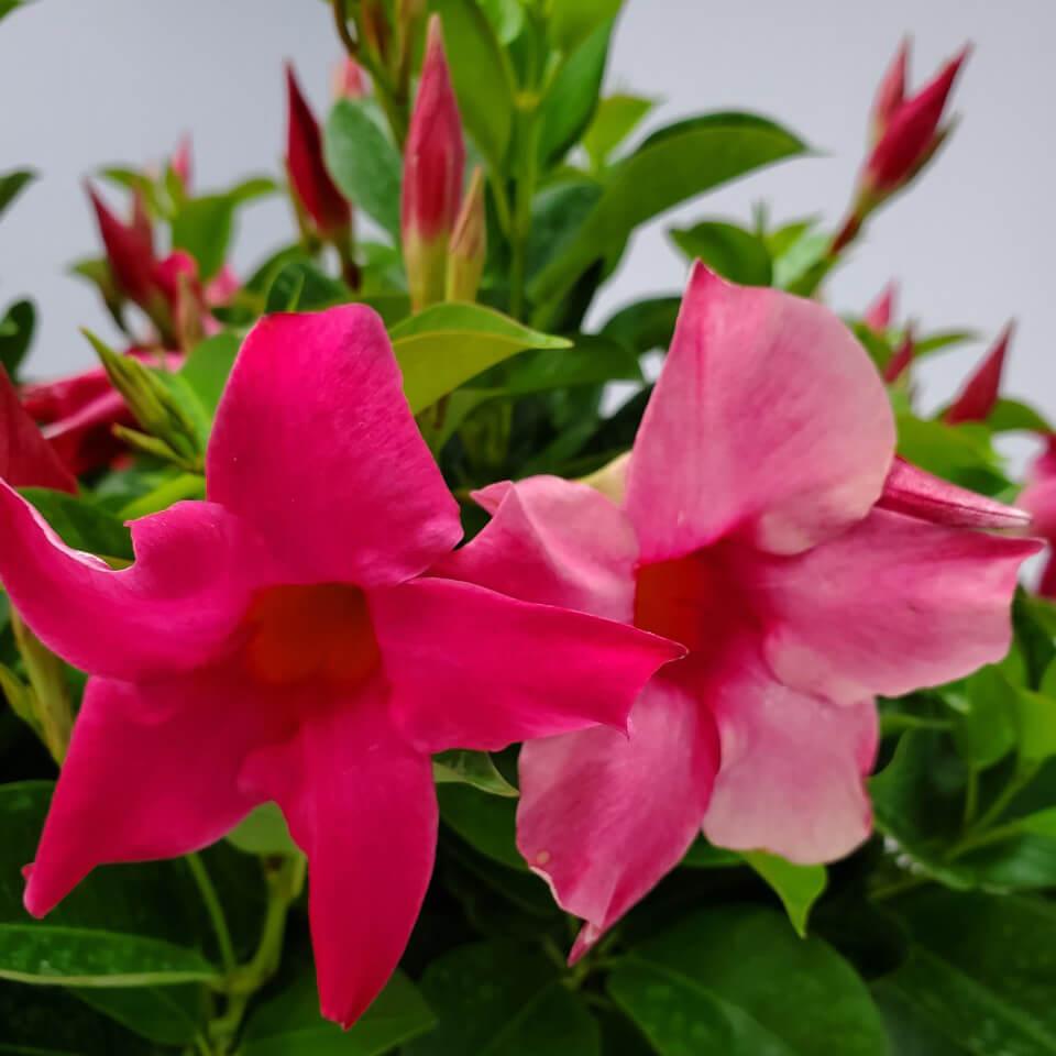 Dipladenia Mauve Bush - View 7 from www redcrocus com