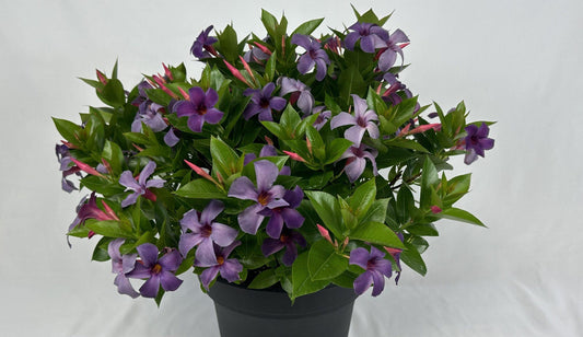 Dipladenia Bluephoria Bush - View 3 from www redcrocus com