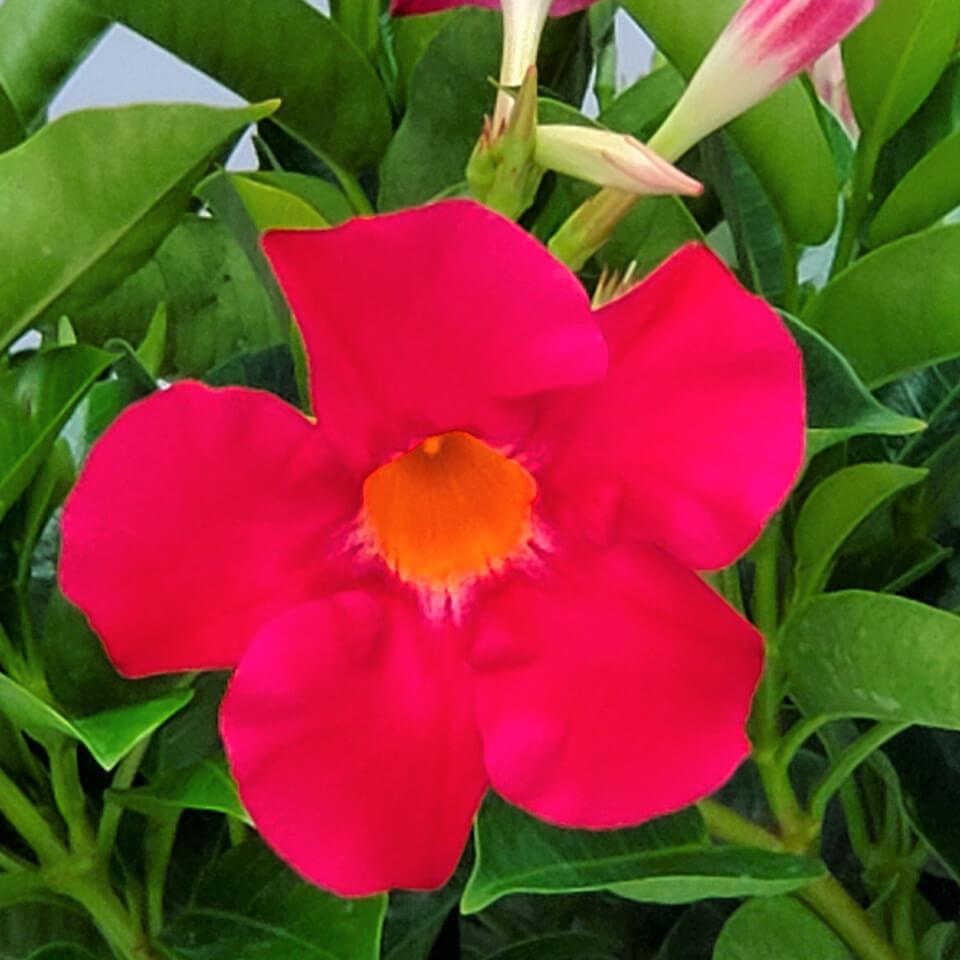 Dipladenia Bluephoria Bush - View 10 from www redcrocus com