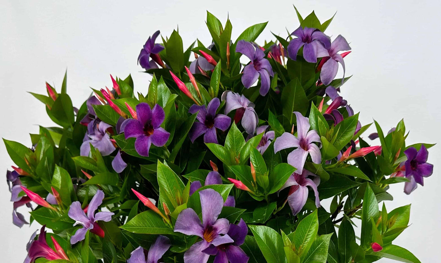 Dipladenia Bluephoria Bush - View 11 from www redcrocus com