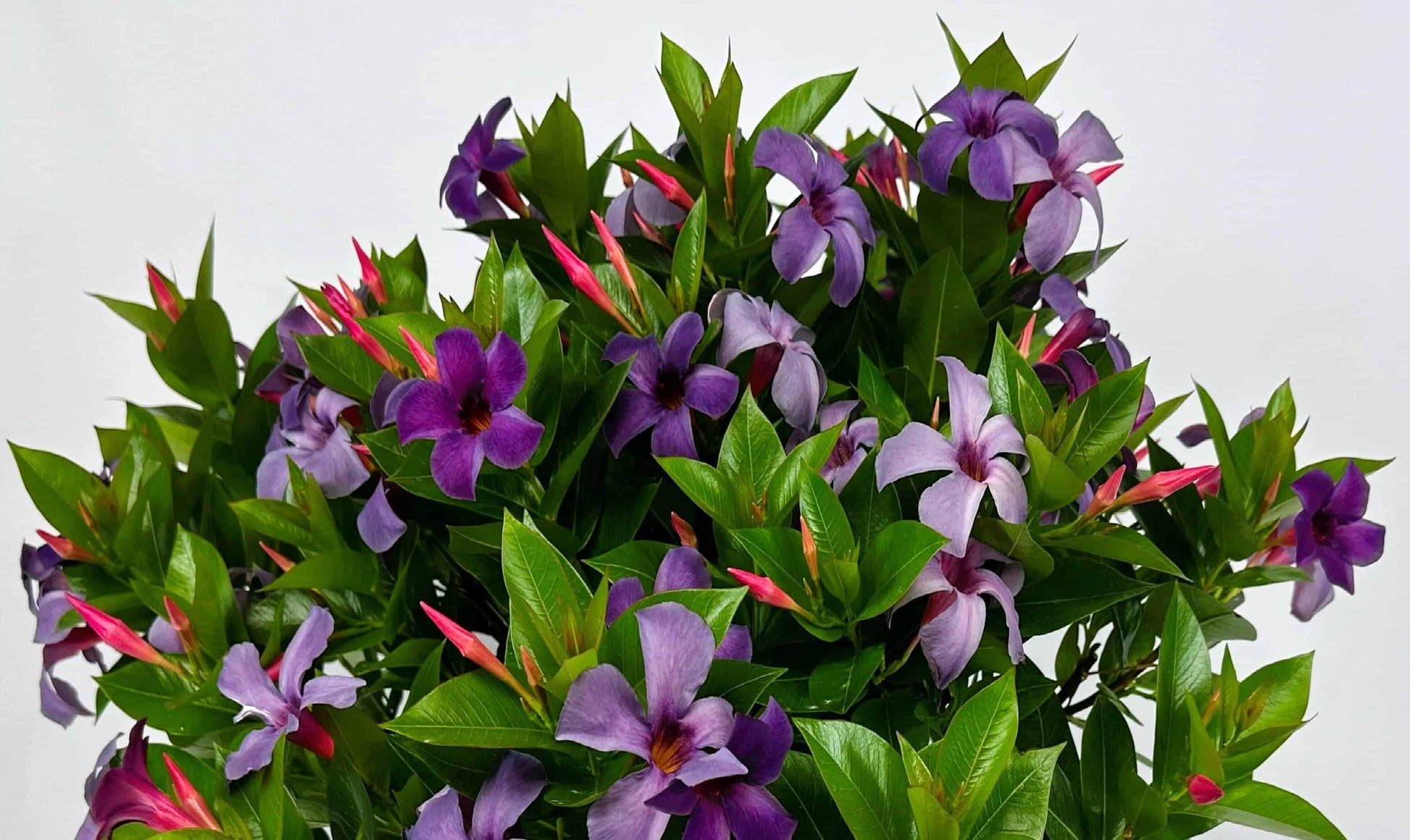 Dipladenia Bluephoria Bush - View 11 from www redcrocus com