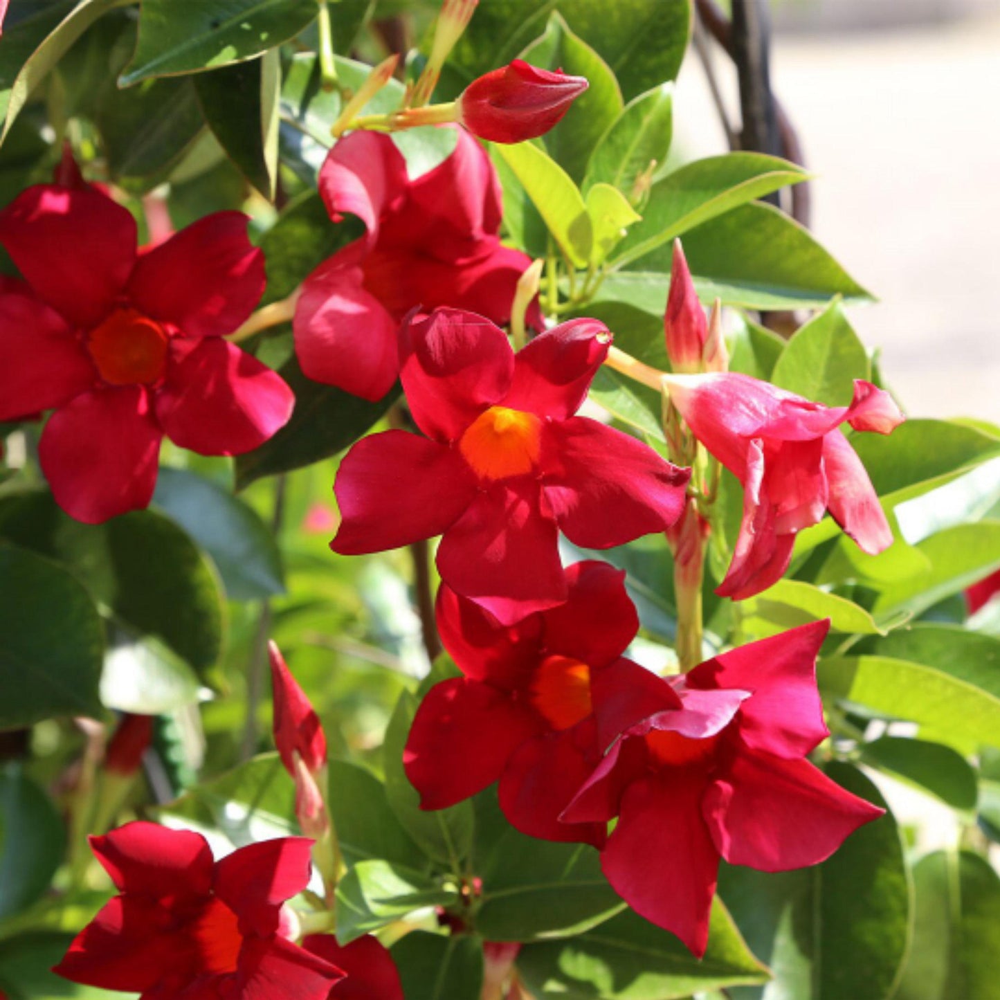 Dipladenia Bluephoria Bush - View 13 from www redcrocus com