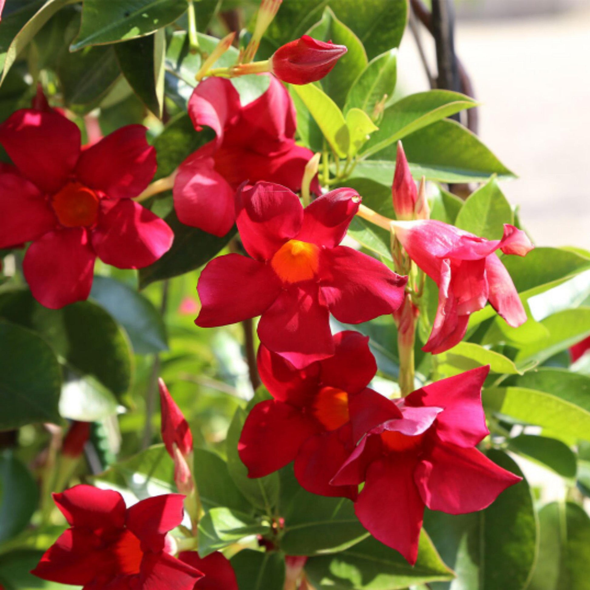 Dipladenia Bluephoria Bush - View 13 from www redcrocus com