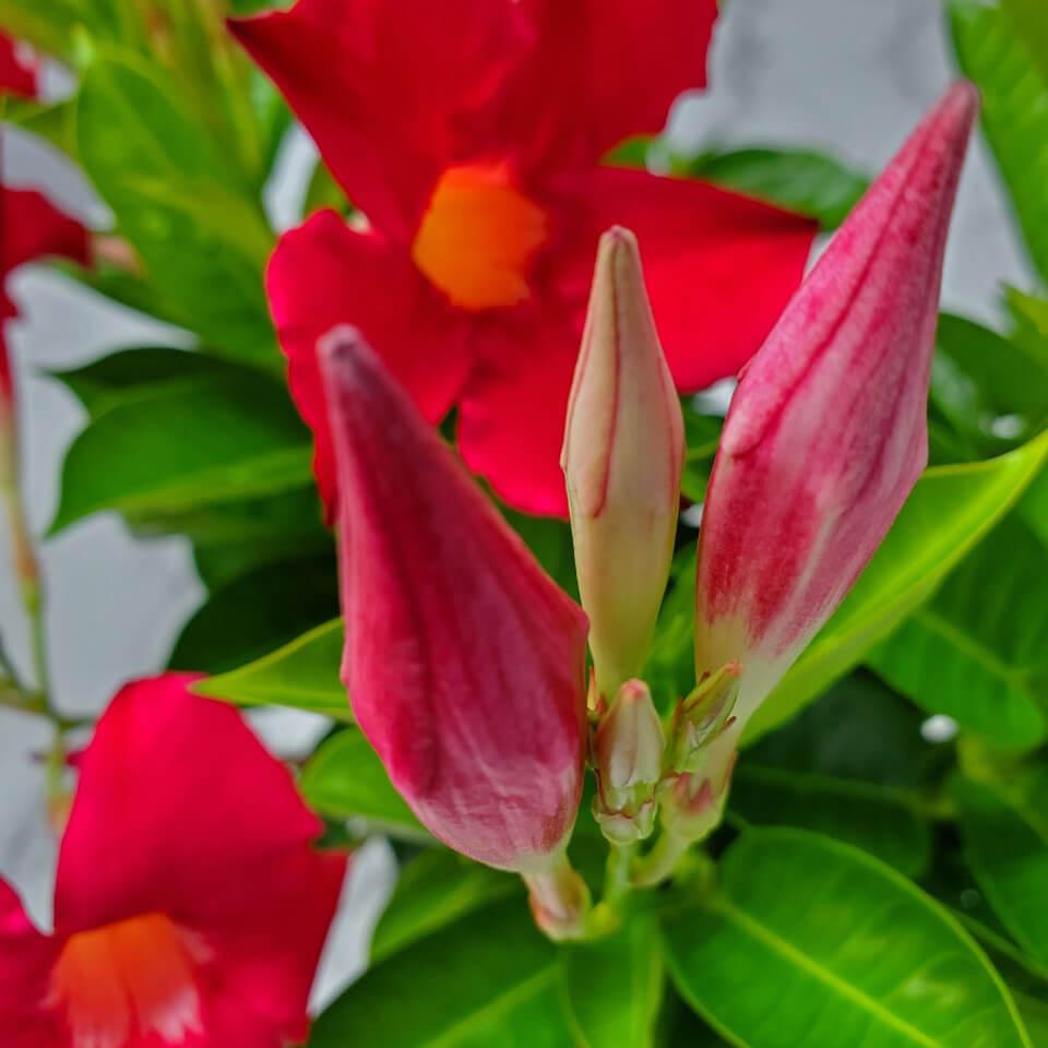 Dipladenia Bluephoria Bush - View 14 from www redcrocus com