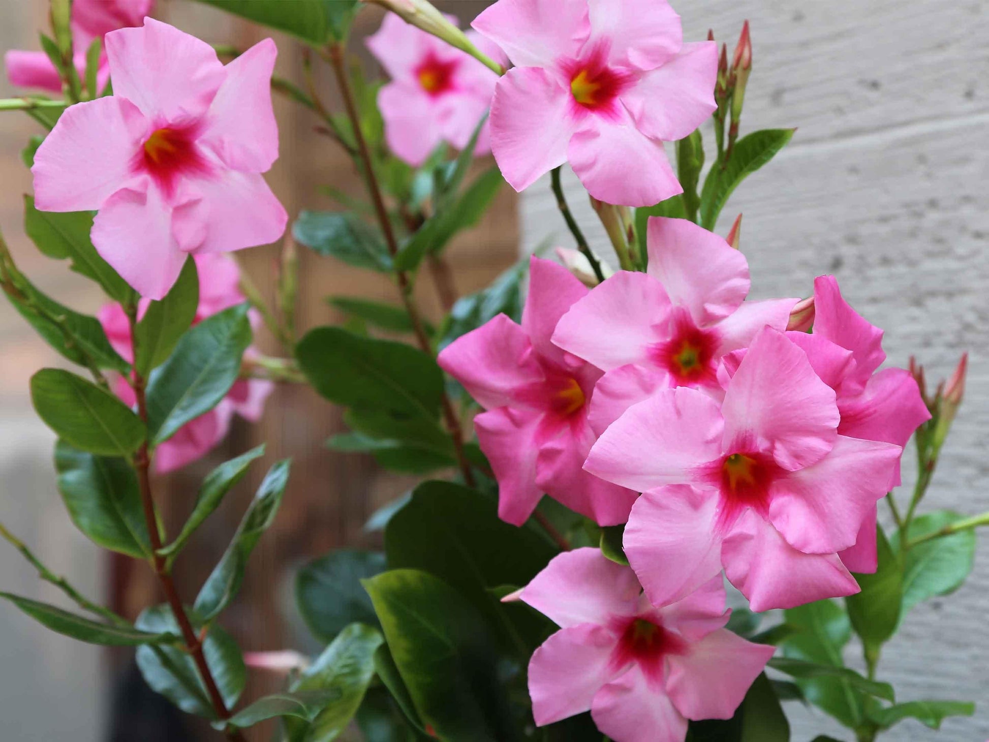 Dipladenia Bluephoria Bush - View 16 from www redcrocus com