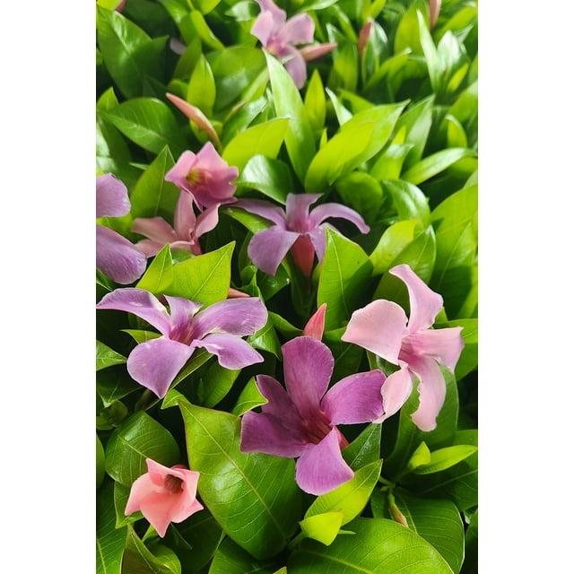 Dipladenia Bluephoria Bush - View 17 from www redcrocus com