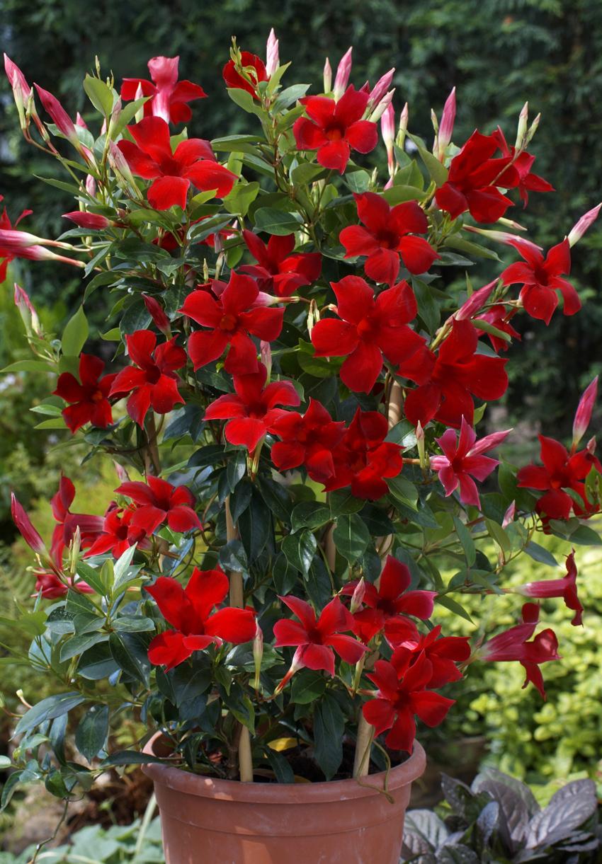 Dipladenia Bluephoria Bush - View 18 from www redcrocus com