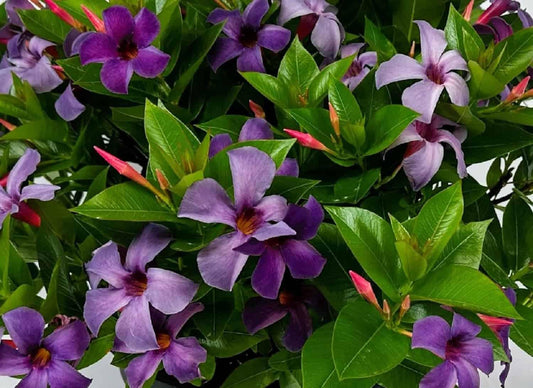 Dipladenia Bluephoria Bush - View 1 from www redcrocus com