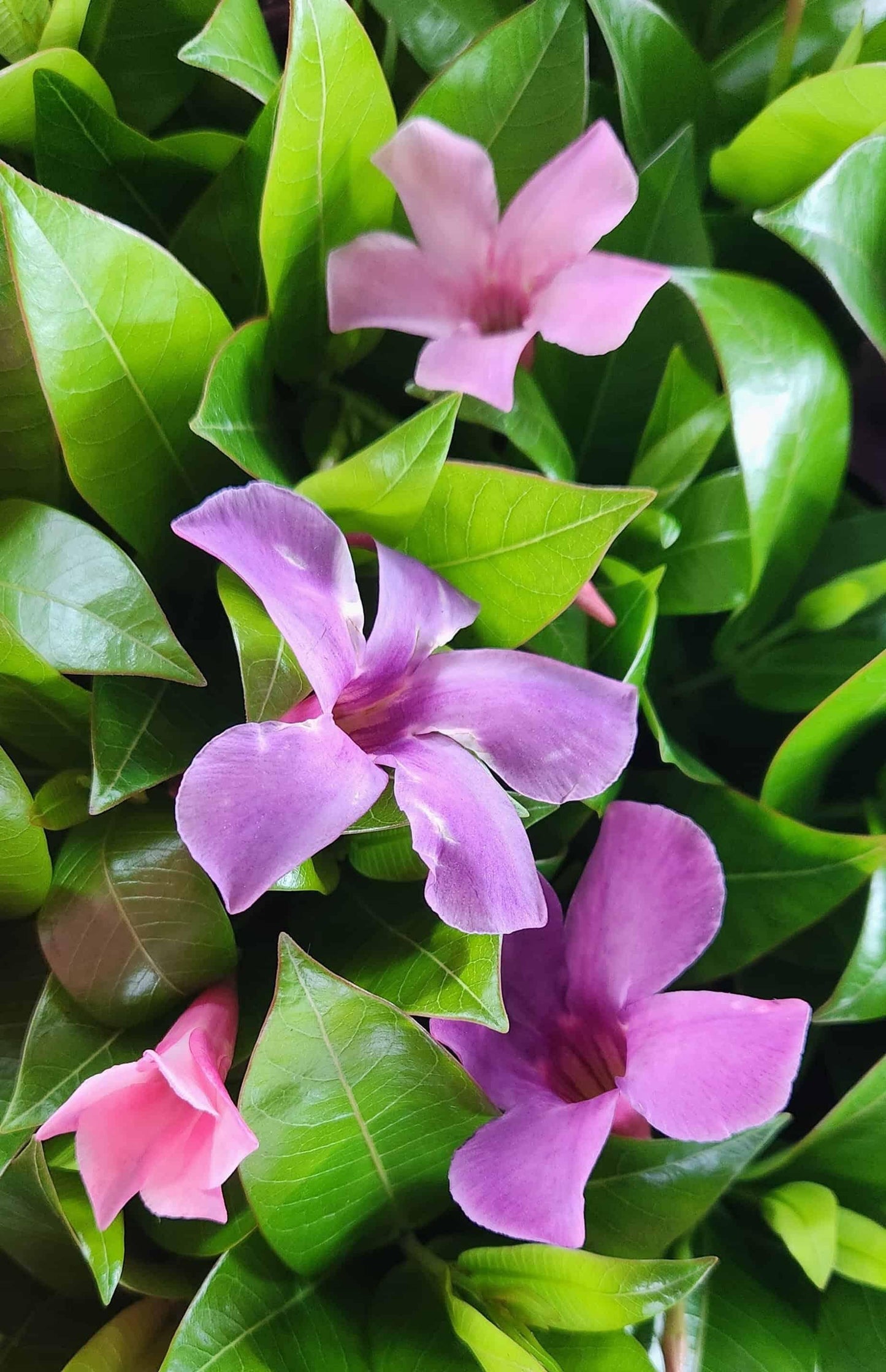 Dipladenia Bluephoria Bush - View 2 from www redcrocus com
