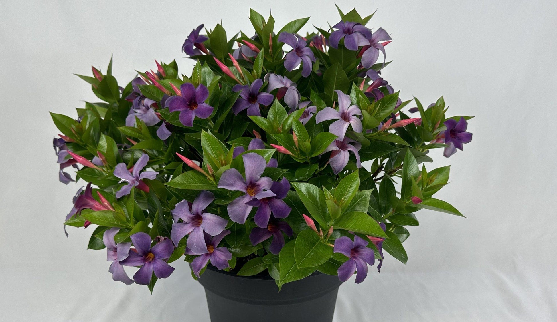 Dipladenia Bluephoria Bush - View 3 from www redcrocus com