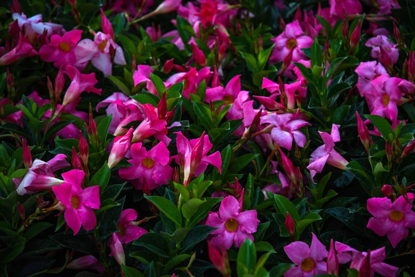 Dipladenia Bluephoria Bush - View 7 from www redcrocus com