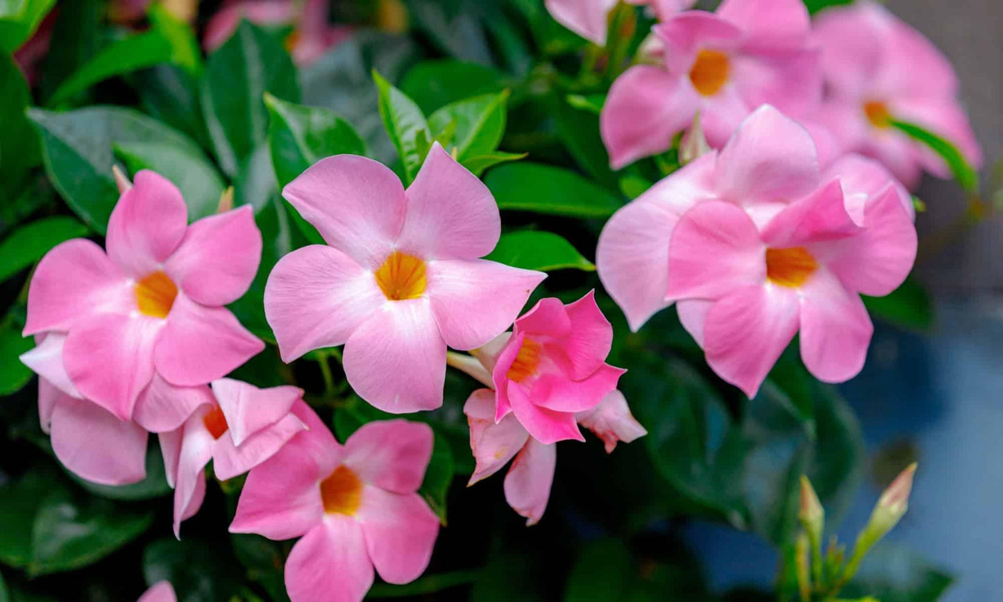 Dipladenia Bluephoria Bush - View 9 from www redcrocus com