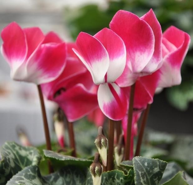 Cyclamen Assorted Indiaka - View 10 from www redcrocus com