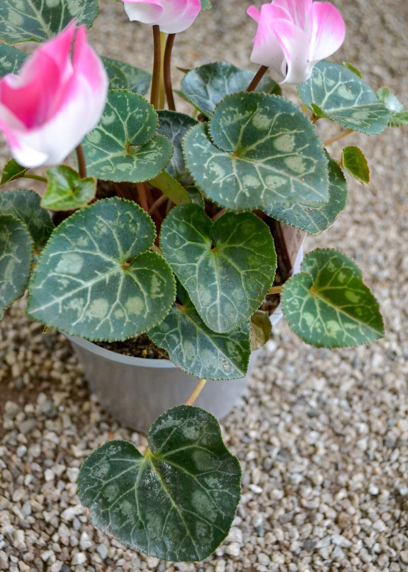 Cyclamen Assorted Indiaka - View 12 from www redcrocus com