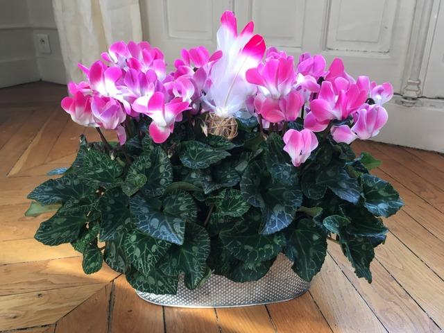 Cyclamen Assorted Indiaka - View 13 from www redcrocus com