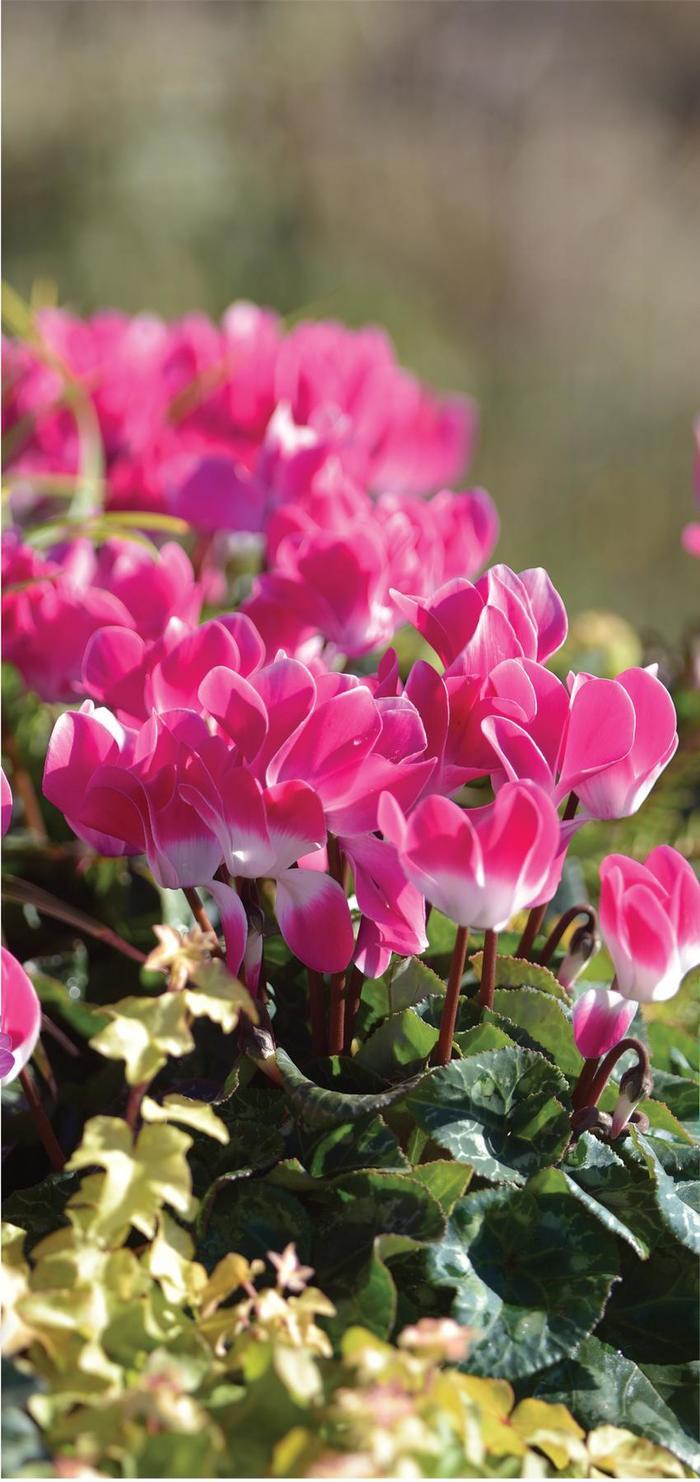 Cyclamen Assorted Indiaka - View 14 from www redcrocus com