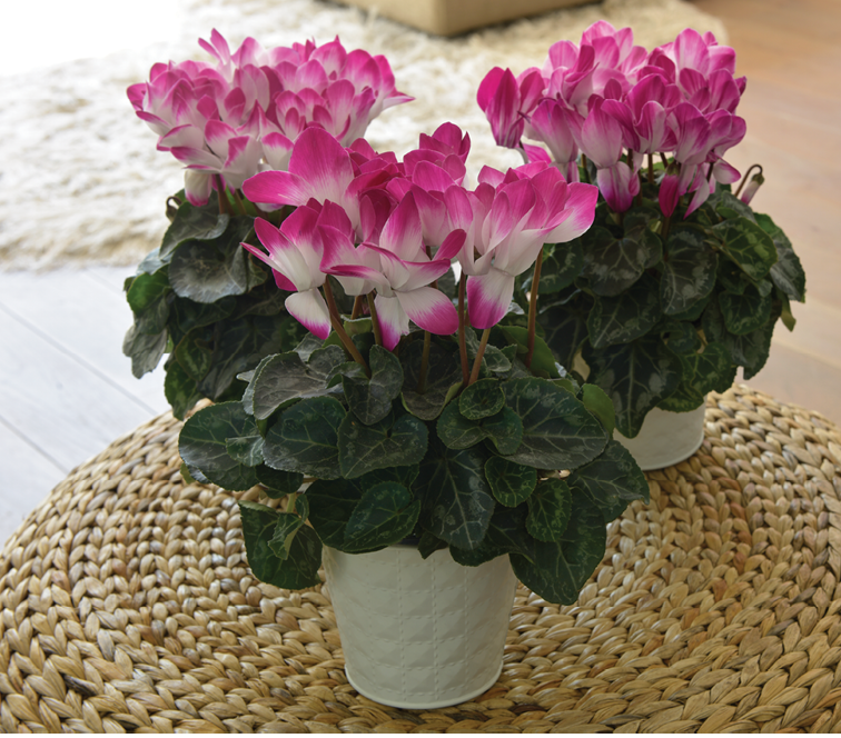 Cyclamen Assorted Indiaka - View 14 from www redcrocus com