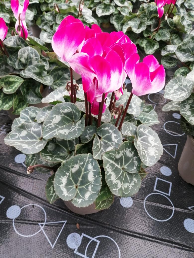 Cyclamen Assorted Indiaka - View 15 from www redcrocus com