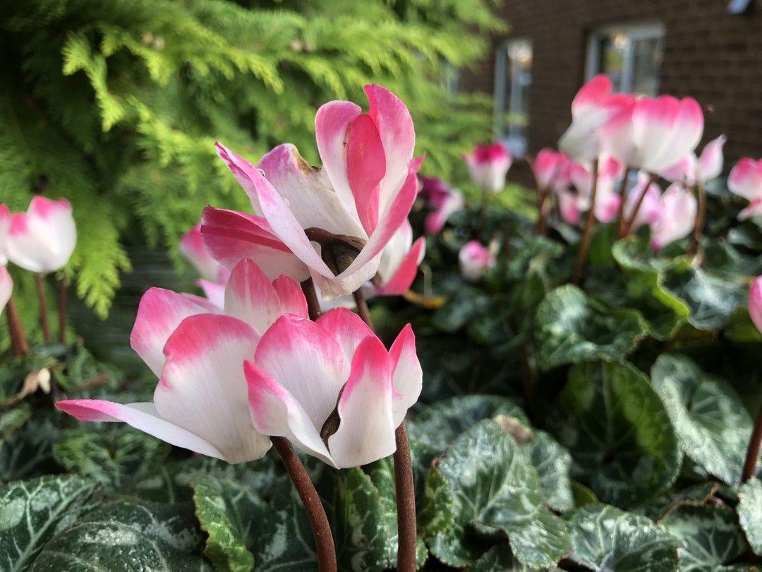 Cyclamen Assorted Indiaka - View 16 from www redcrocus com